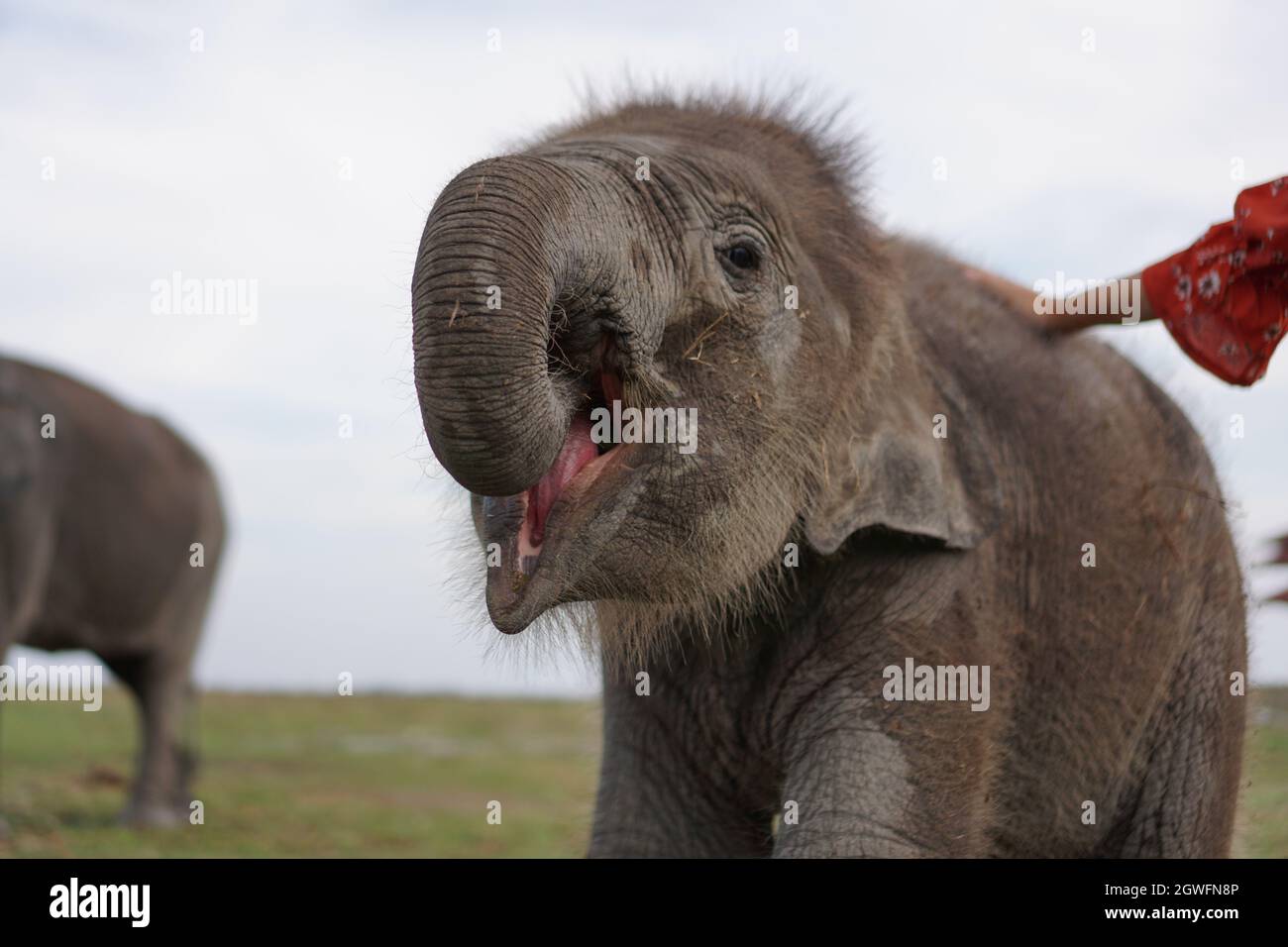 Sumatran Elephants in Way Kambas National Park Foto Stock