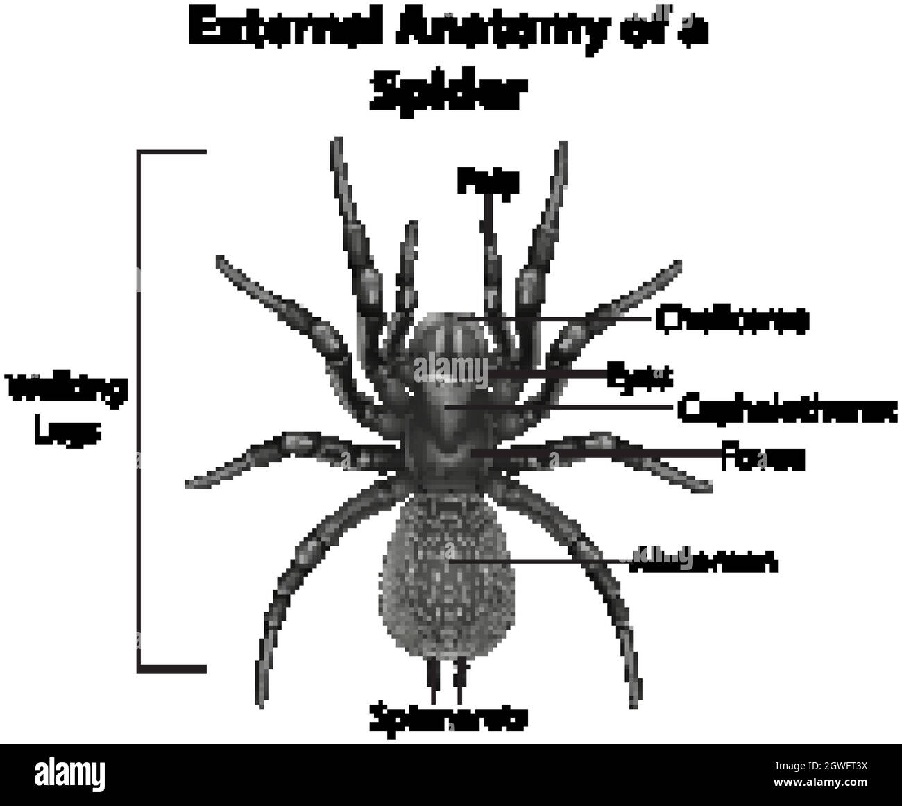 Anatomia esterna di un ragno su sfondo bianco Illustrazione Vettoriale