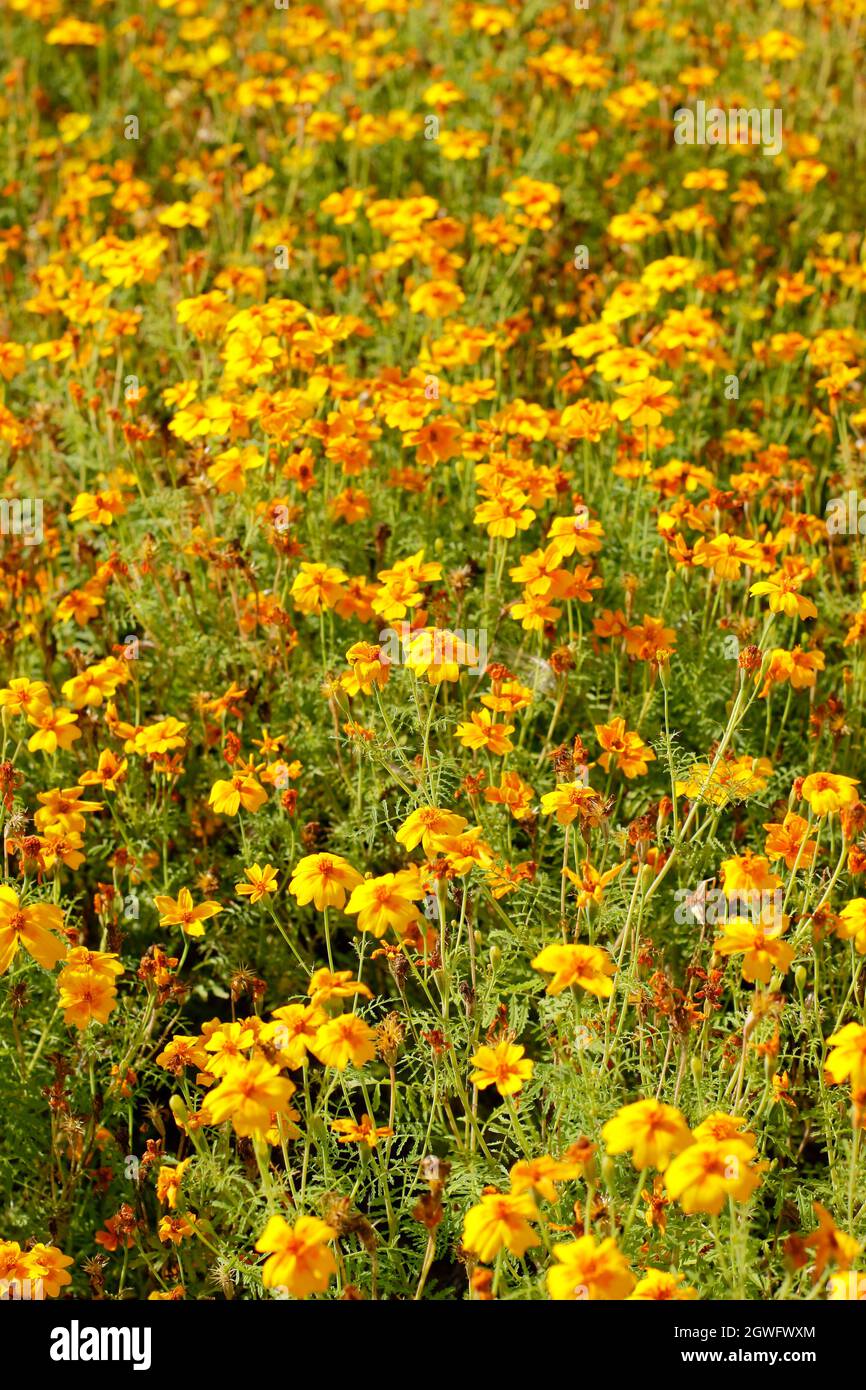 Marigold 'Golden Gem'. Florifera Tagetes tenuifolia 'Golden Gem' fiori marigold in un letto giardino nel mese di settembre. REGNO UNITO Foto Stock