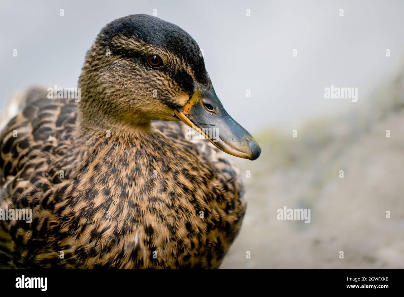 Testa di anatra femmina di mallardo con corona scura e striscia oculare con spazio bianco Foto Stock