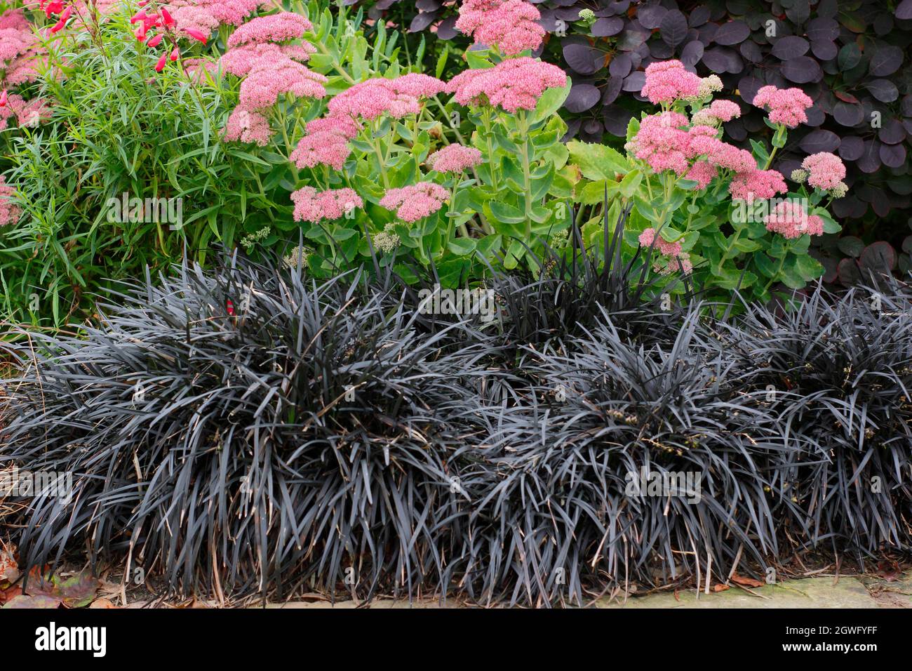 Black mondo Grass, sedum e cespuglio di fumo. Ophiopogon planiscapus Nigrescens, Hylotelephium Autumn Joy, Cotinus coggygria Royal Purple Border Foto Stock