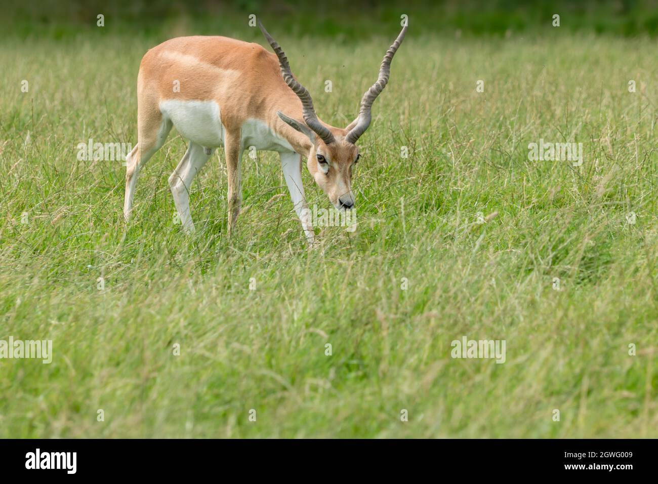 Antilope maschile nero di tan giovanile con corna ad anello che pascola erba Foto Stock