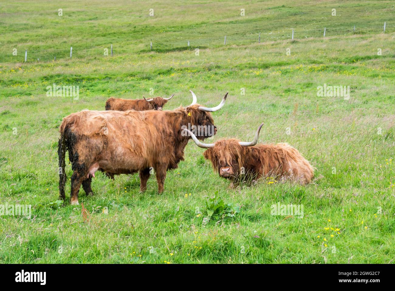 Bestiame delle Highland sul yell, isole Shetland. Foto Stock