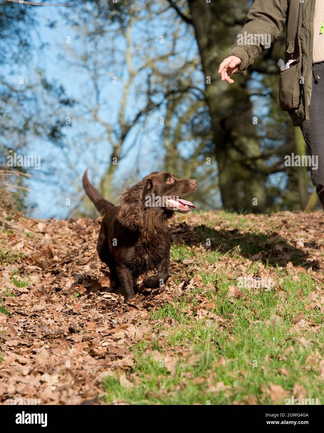 camminare il cane in autunno foglie Foto Stock