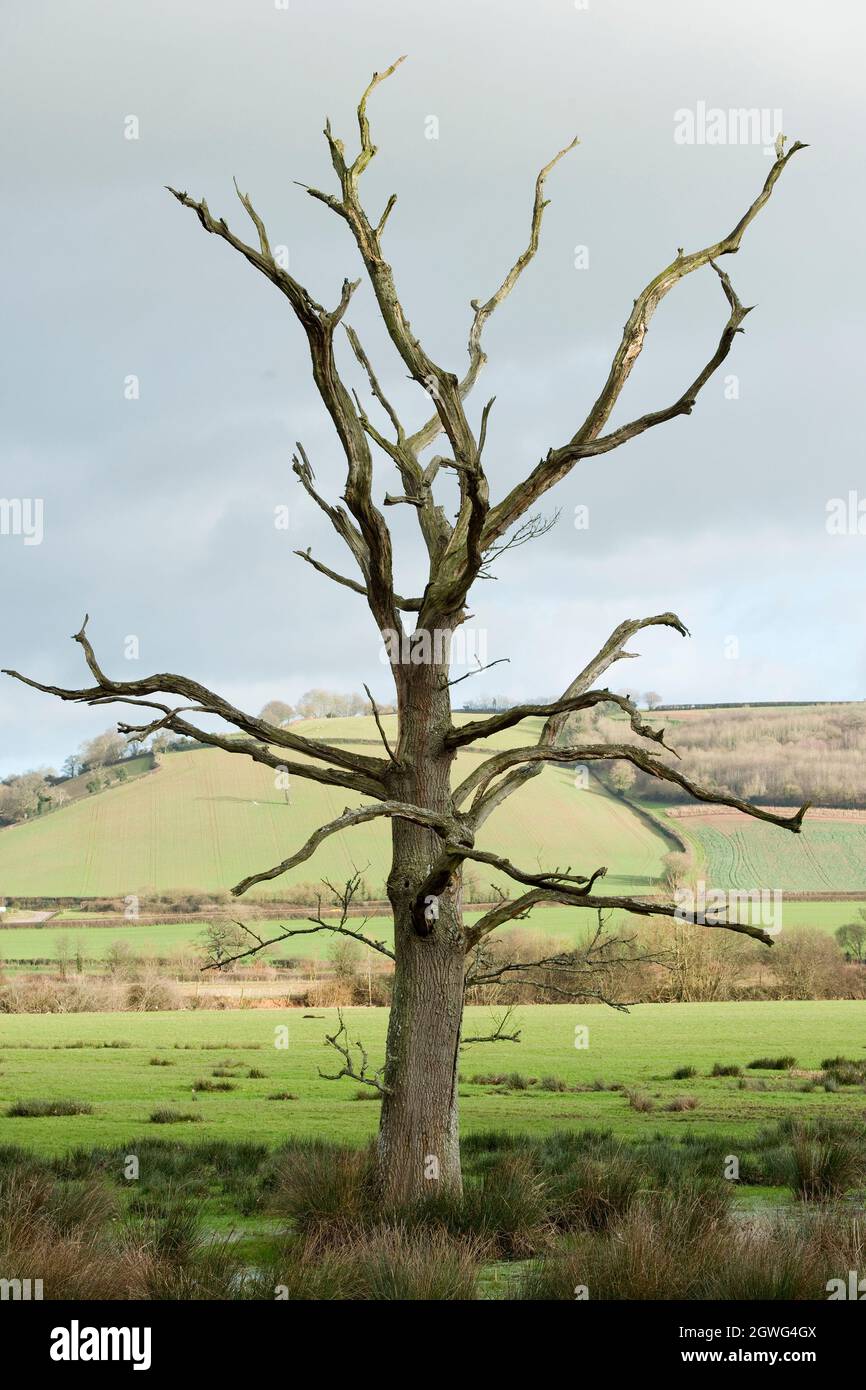 Phytophthora ramorum improvvisa malattia di quercia in albero di quercia Foto Stock