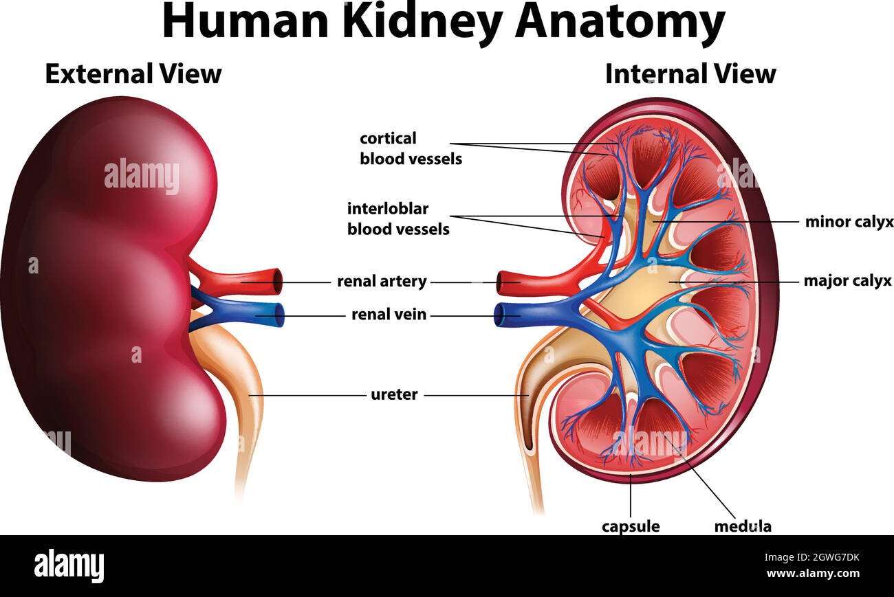 Diagramma che mostra l'anatomia del rene umano Illustrazione Vettoriale