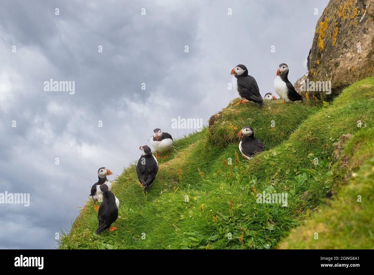 Enormi colonie di pulcinelle atlantiche che si incrociano sulle scogliere dell'isola di Mykines, Isole Faroe Foto Stock