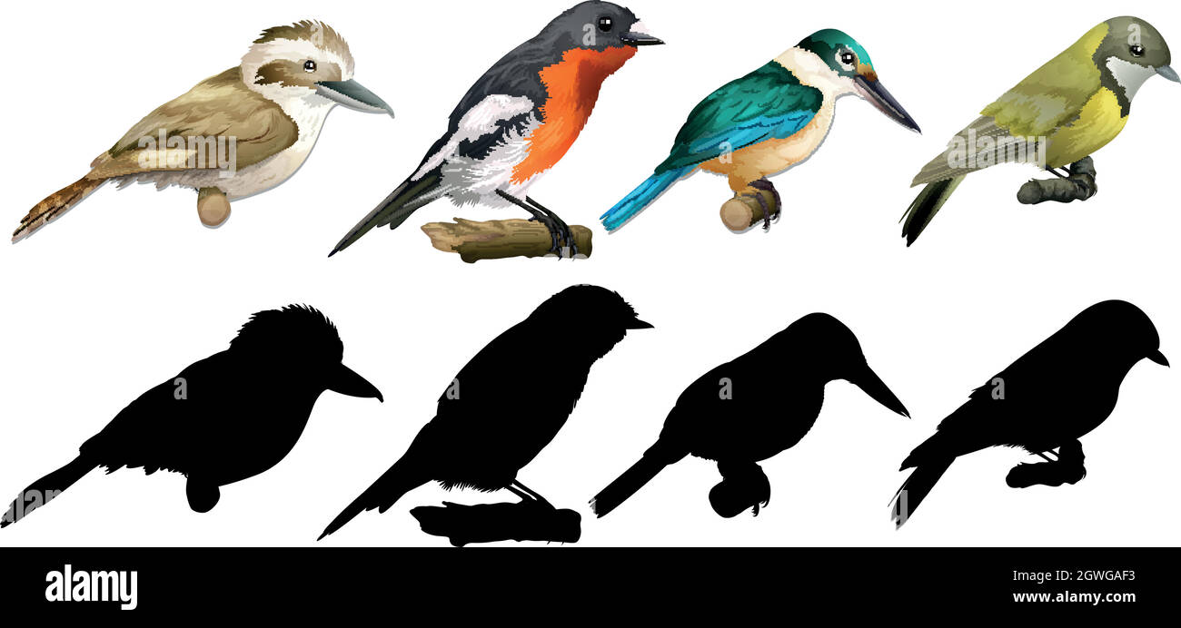 Silhouette, colore e contorno degli uccelli Illustrazione Vettoriale