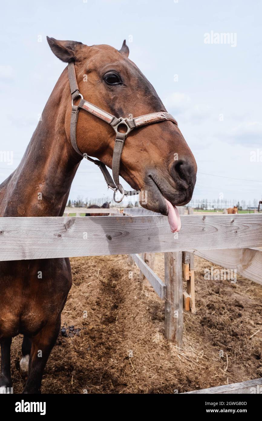 Il cavallo marrone mostra la lingua Foto Stock