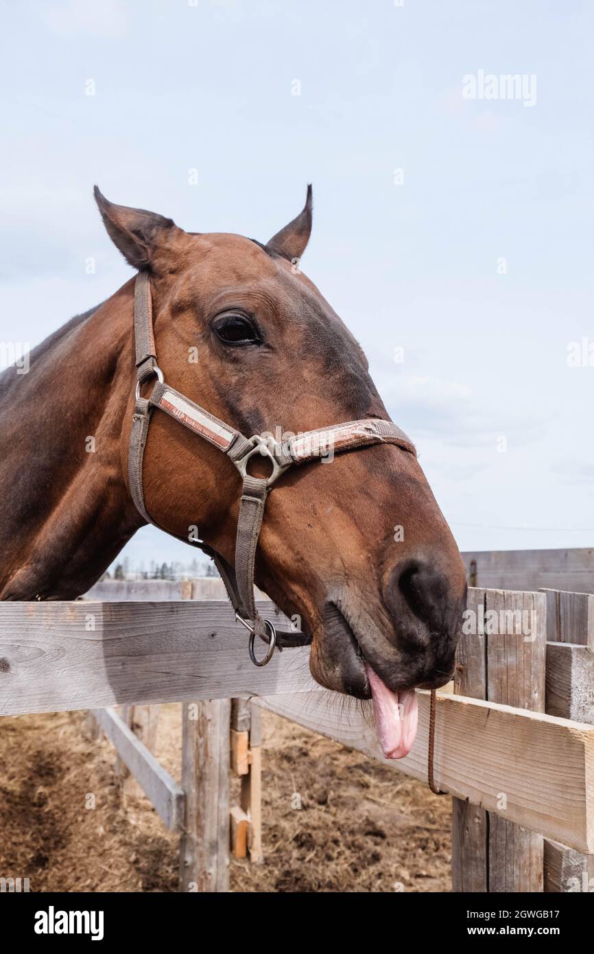 Il cavallo marrone mostra la lingua, primo piano Foto Stock