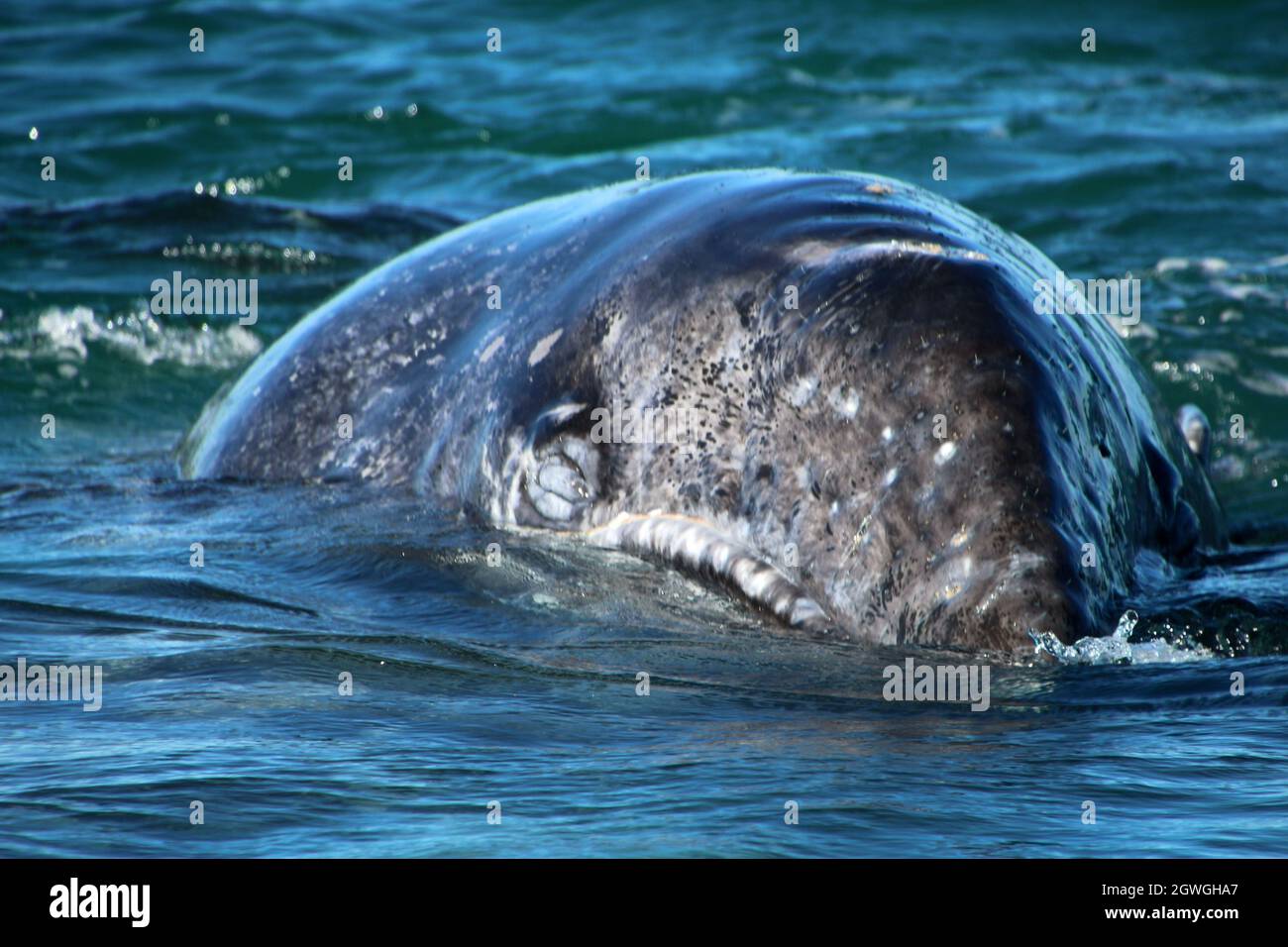 Vitello grigio durante l'avvistamento delle balene a Laguna San Ignacio Baja California, Messico Foto Stock