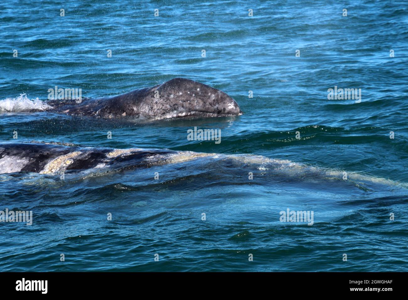 Vitello grigio durante l'avvistamento delle balene a Laguna San Ignacio Baja California, Messico Foto Stock
