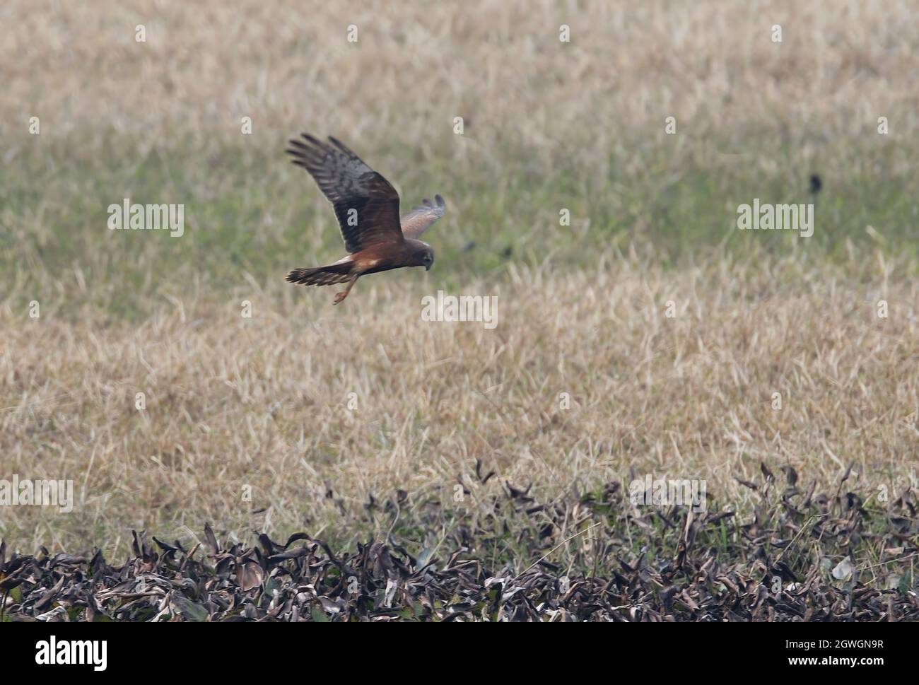 Pied Harrier (circo melanoleucos) caccia immatura sulla zona umida Koshi Tappu, Nepal Gennaio Foto Stock