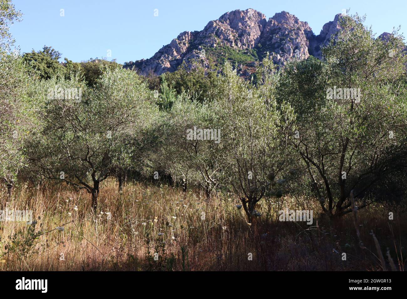 Bella giornata, a piedi fino alla montagna, lento salire sulla collina passando oliveto, tranquillo, cielo blu. Capolinea meridionale del percorso a piedi GR 20. Foto Stock