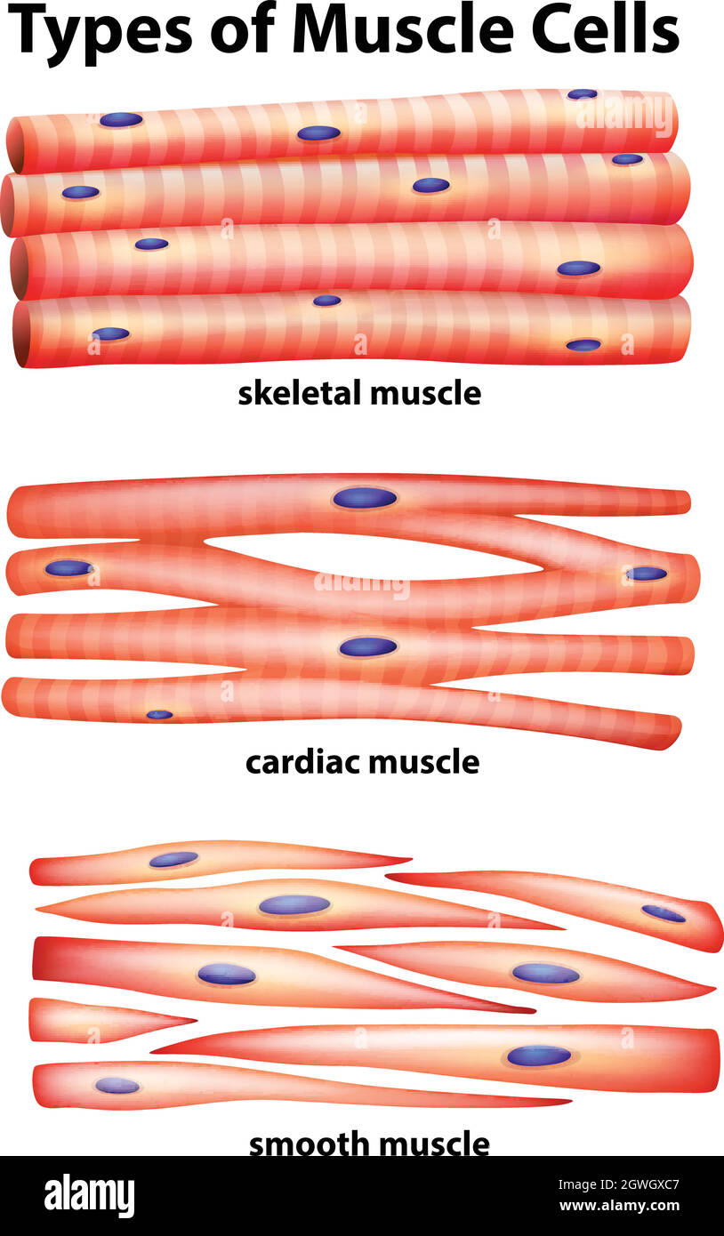 Diagramma che mostra i tipi di cellule muscolari Illustrazione Vettoriale