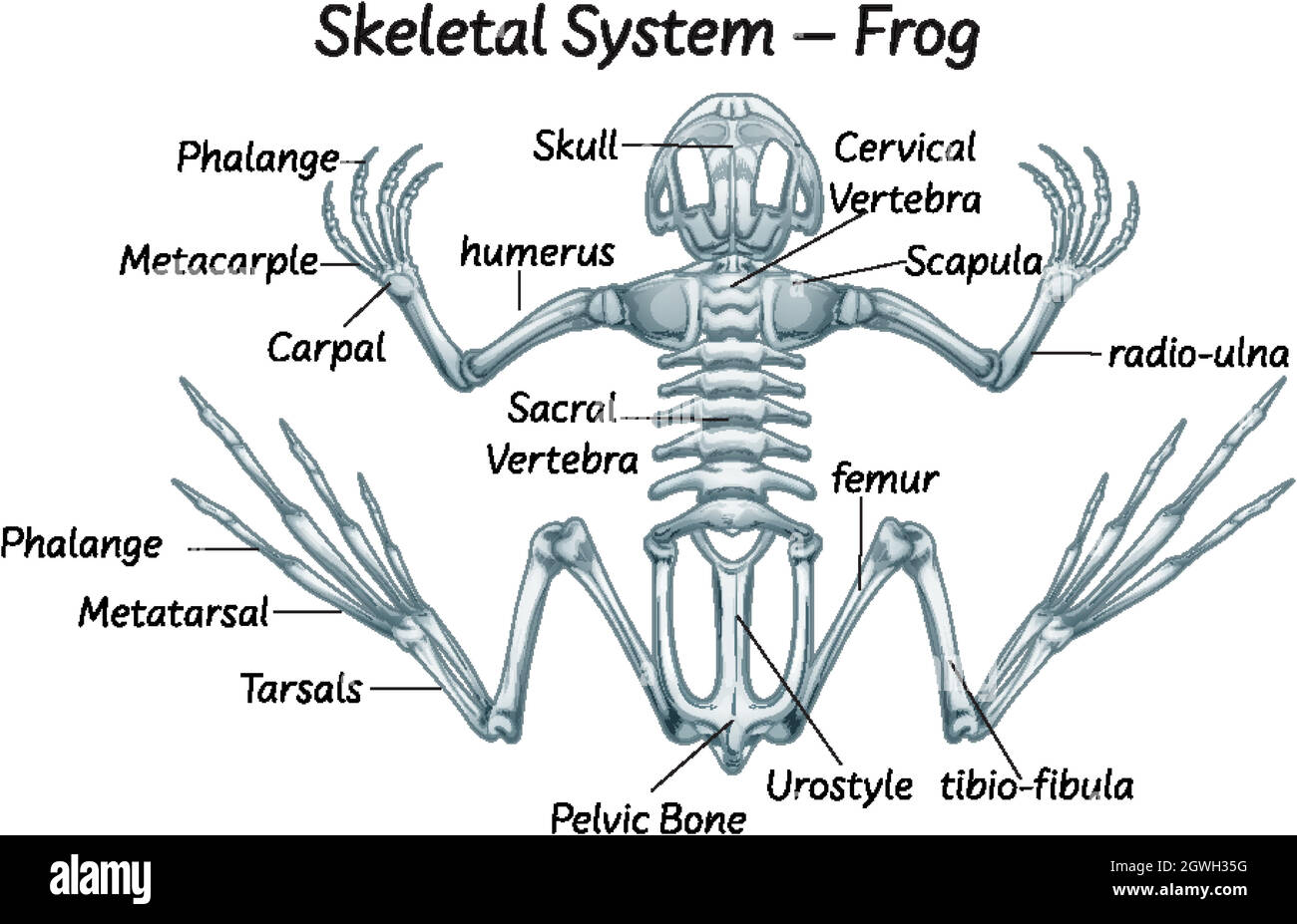 Educazione scientifica dell'anatomia della rana Illustrazione Vettoriale