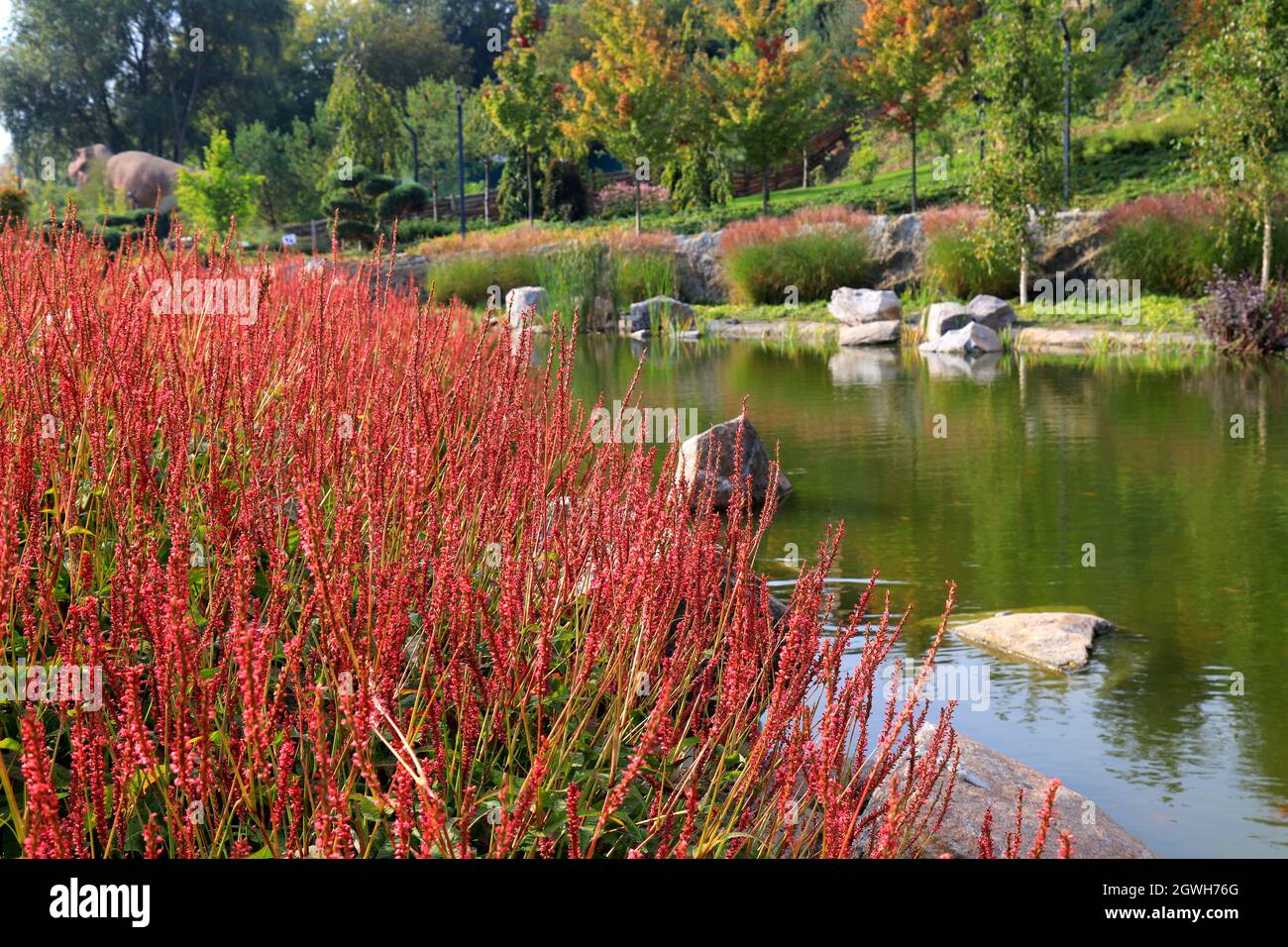 Karl Foerster Grass, Calamagrostis acutiflora cresce nel paesaggio del parco. Popolare bella perenne Ornamental Feather erba canna nel parco Foto Stock