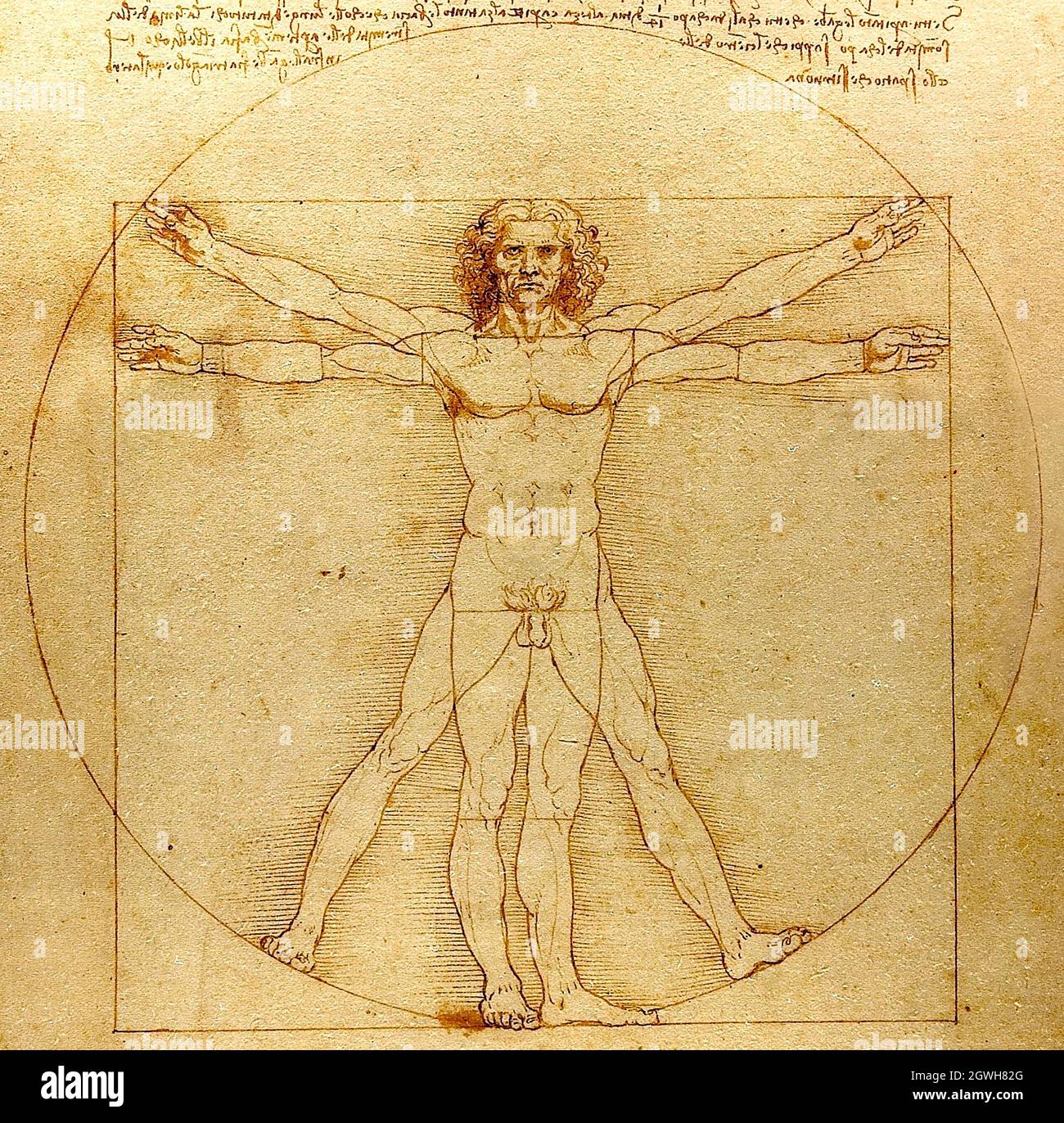 L'uomo vitruviano 15ht secolo disegno di Leonardo da Vinci Foto Stock