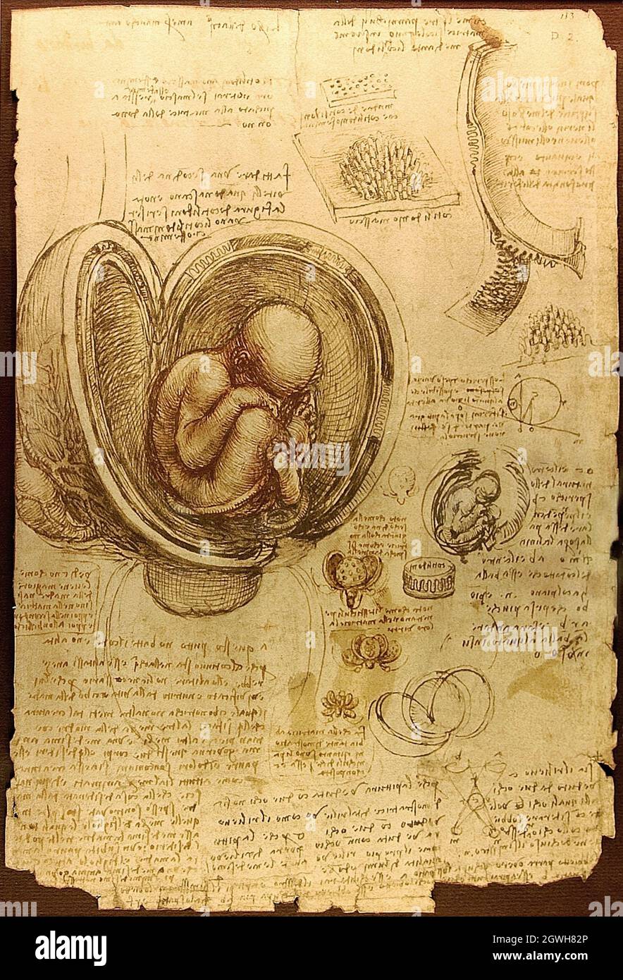 Disegno anotomico di un feto dai quaderni di Leonardo da Vinci Foto Stock
