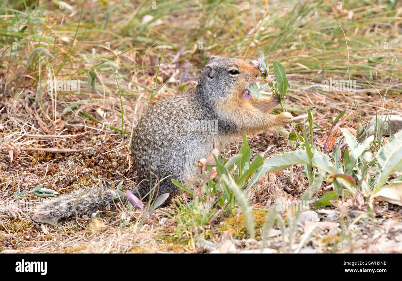 Scoiattolo colombiano, Urocitellus columbianus, foraging sul South Shore Trail, Glacier National Park, Montana, USA Foto Stock