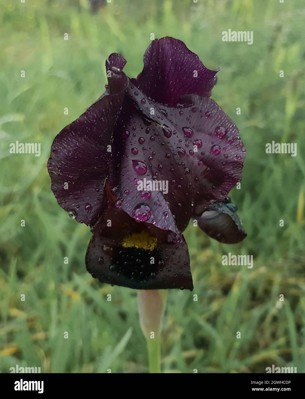Bella viola iride fiore una specie rara cresce in Israele nella città di Netanya nel parco iris Foto Stock