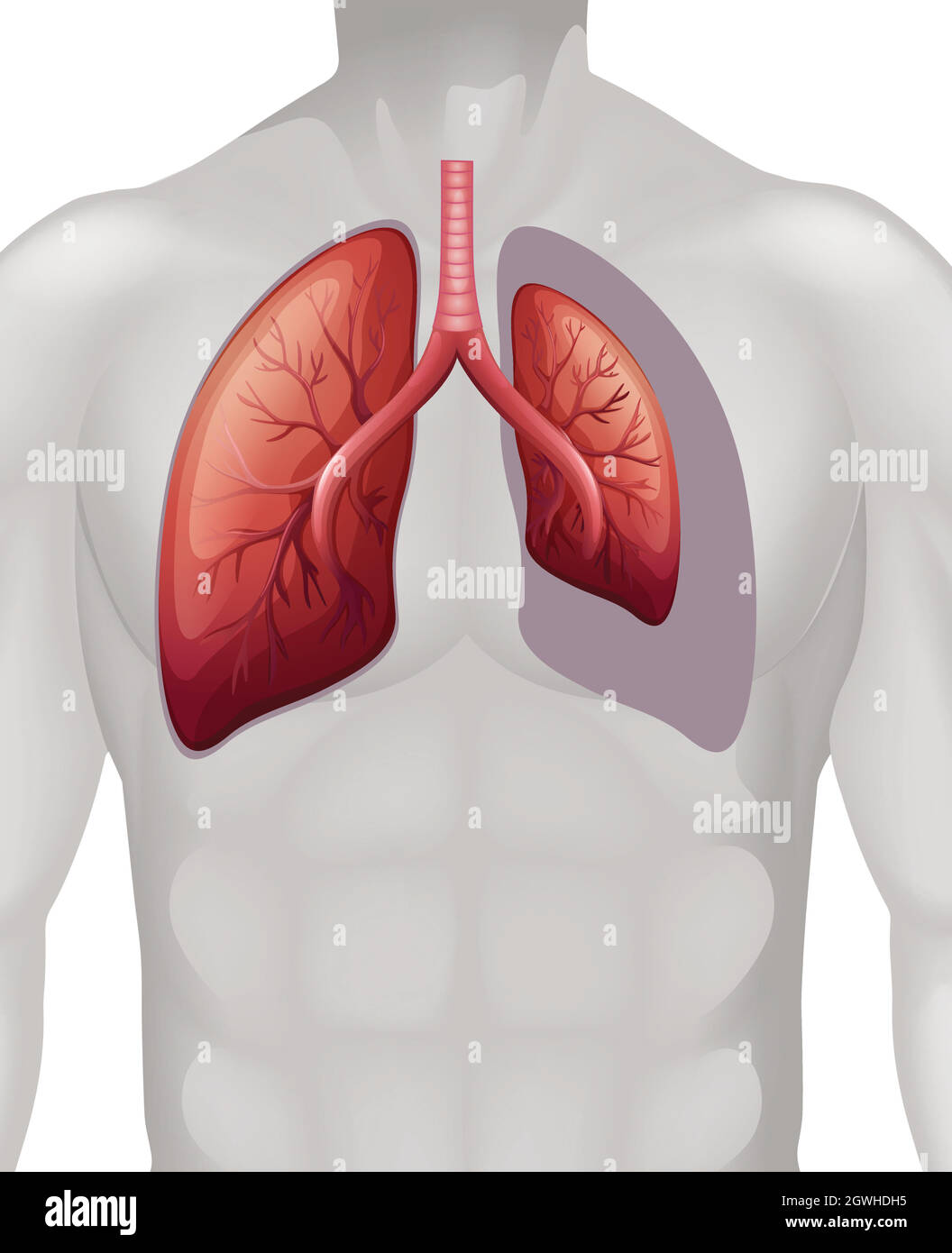Posizionamento dei polmoni sull'uomo Illustrazione Vettoriale