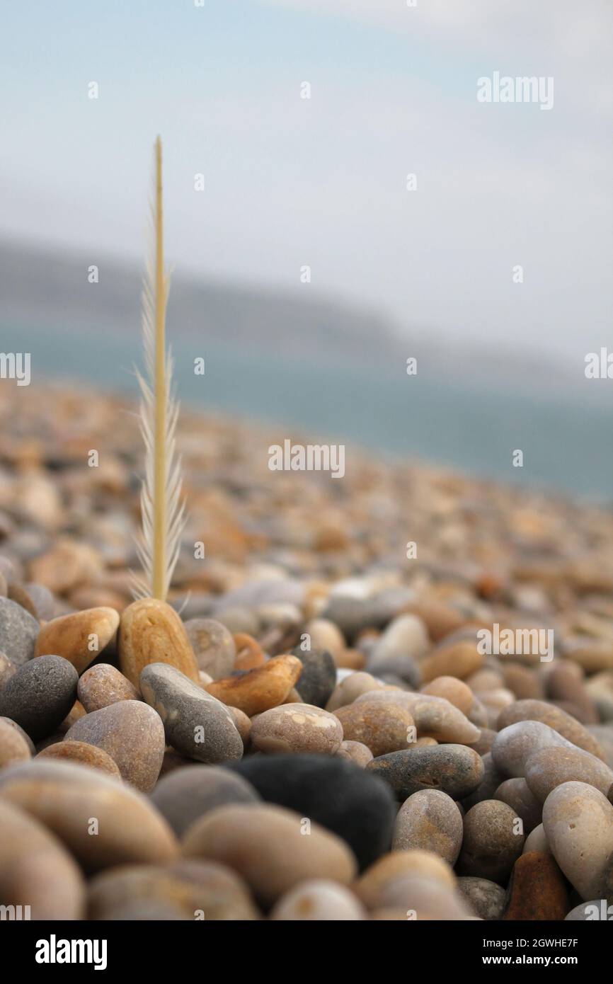 Piume sulla spiaggia di pietra Foto Stock