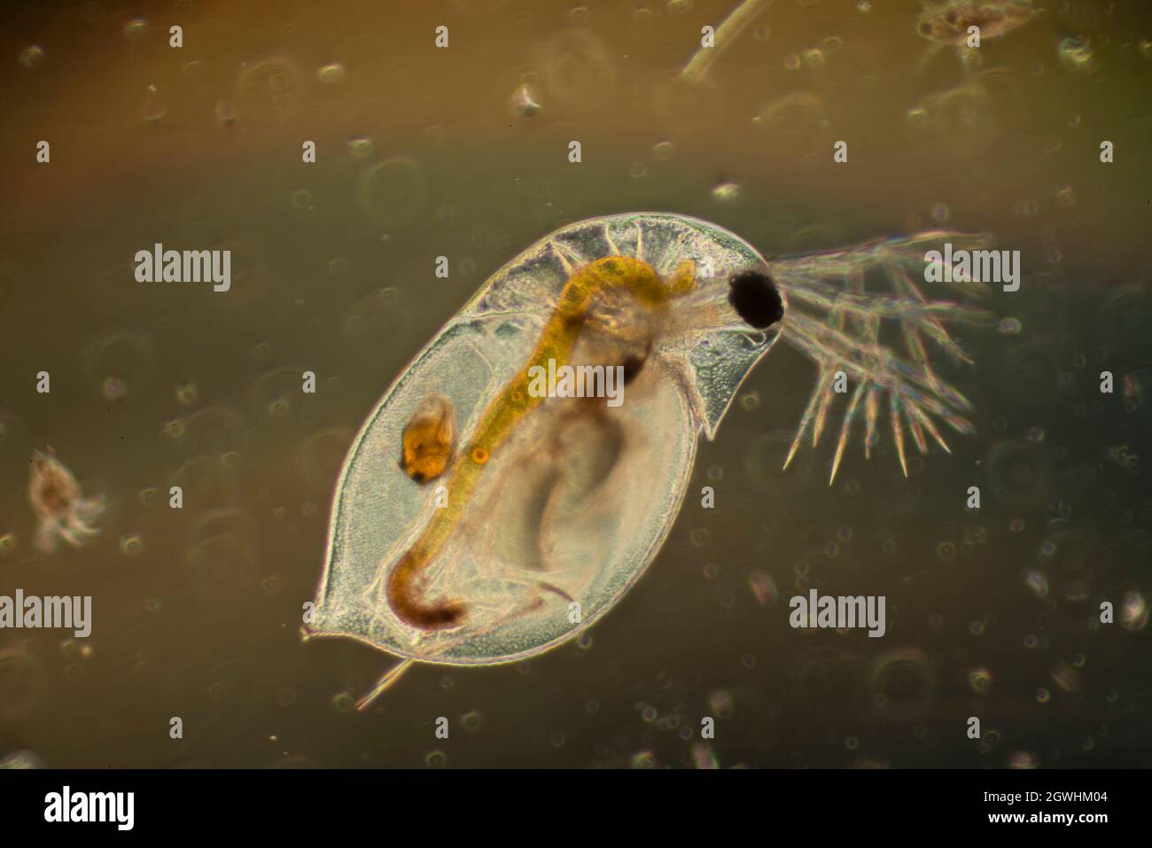 Oceanico-biologico Foto Stock