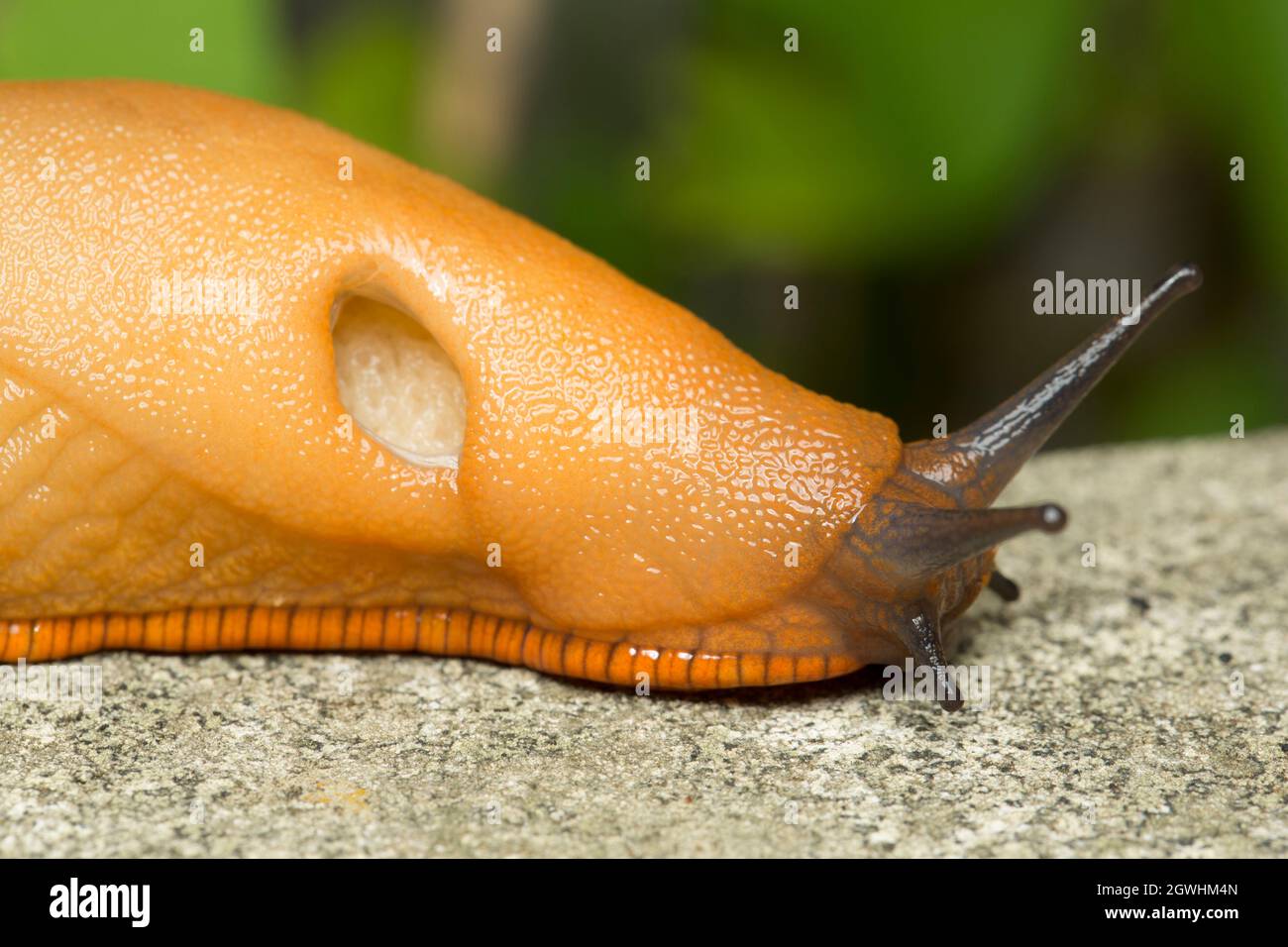 Un grande slug rosso, Arion ater, di notte su un patio vicino a un laghetto giardino. Il suo pneumostoma aperto o poro respiratorio può essere visto nella foto. Lancashir Foto Stock