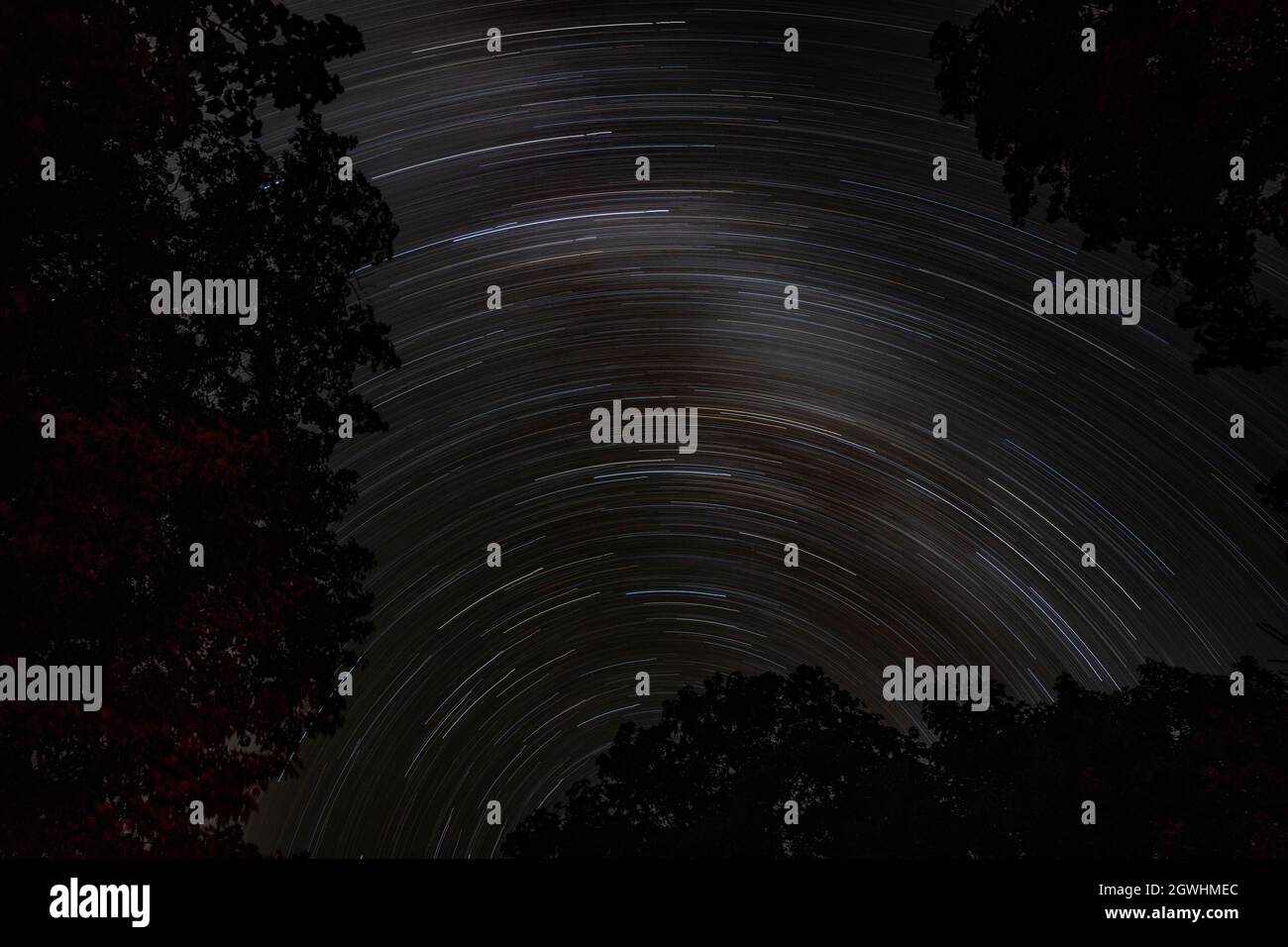 Percorsi stellari sulla foresta di notte in Canada Foto Stock