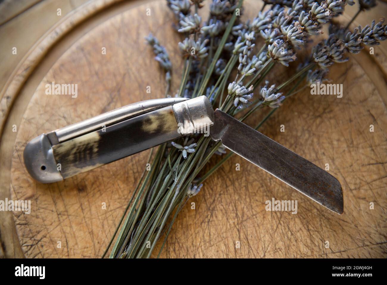 Un mazzo di lavanda, tagliato da una pianta che cresce in un giardino, esposto accanto ad un vecchio coltello. Lancashire Inghilterra GB Foto Stock