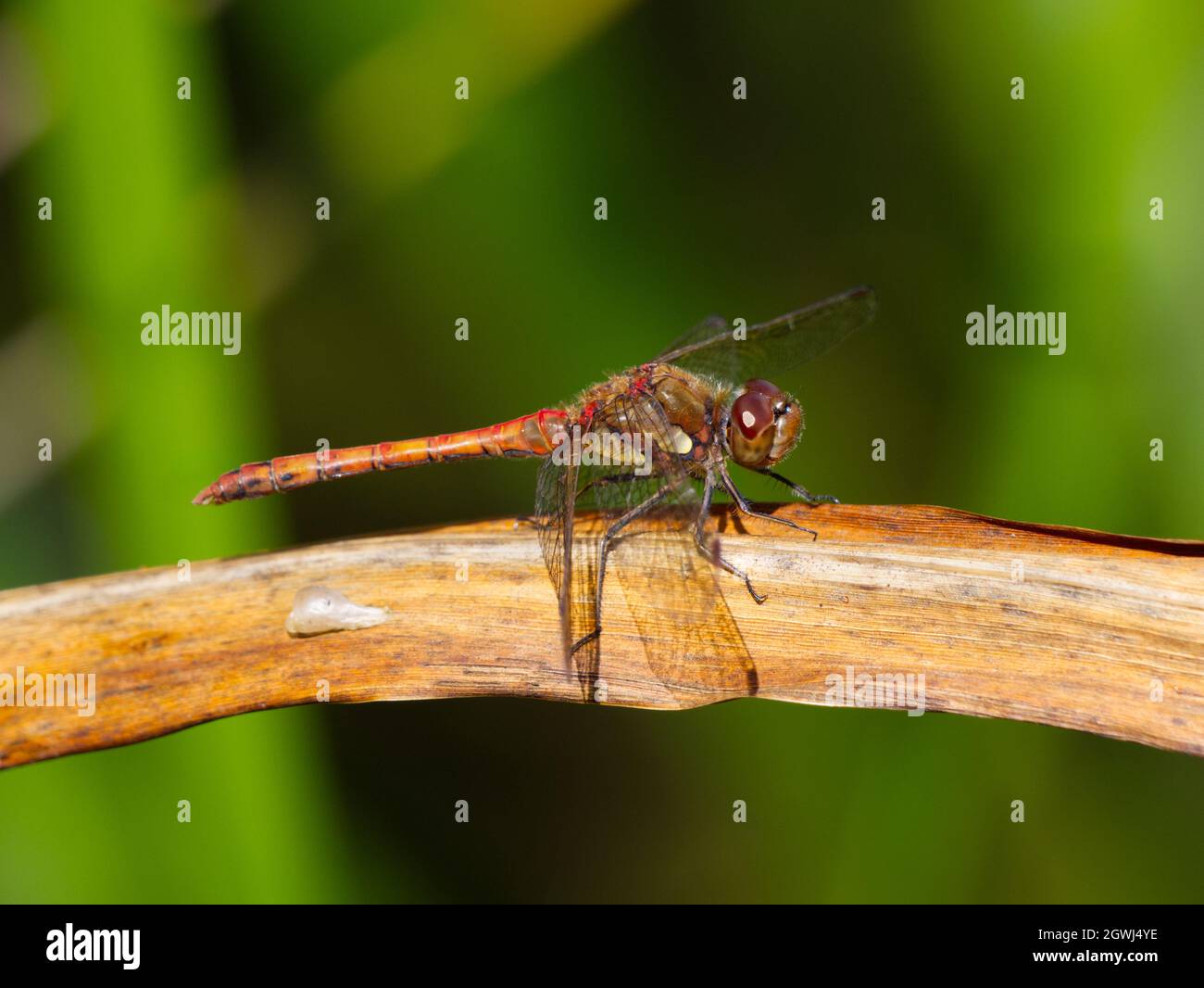 Maschio Common Darter (Sympetrum striolatum) dragonfly arroccato in foglia alla riserva naturale di Smestow Valley, Wolverhampton, Regno Unito Foto Stock