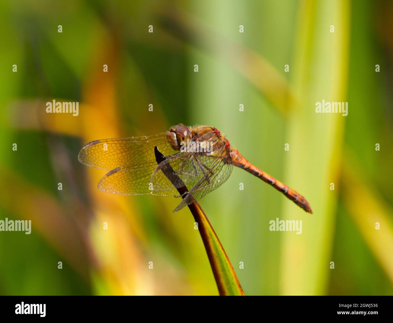 Maschio Common Darter (Sympetrum striolatum) dragonfly arroccato in foglia alla riserva naturale di Smestow Valley, Wolverhampton, Regno Unito Foto Stock