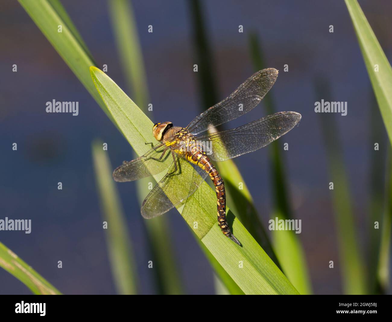 Ovipositing (ovodeposizione) femmina Migrant Hawker (Aeshna mixta) dragonfly alla riserva naturale di Smegow Valley, Wolverhampton Foto Stock