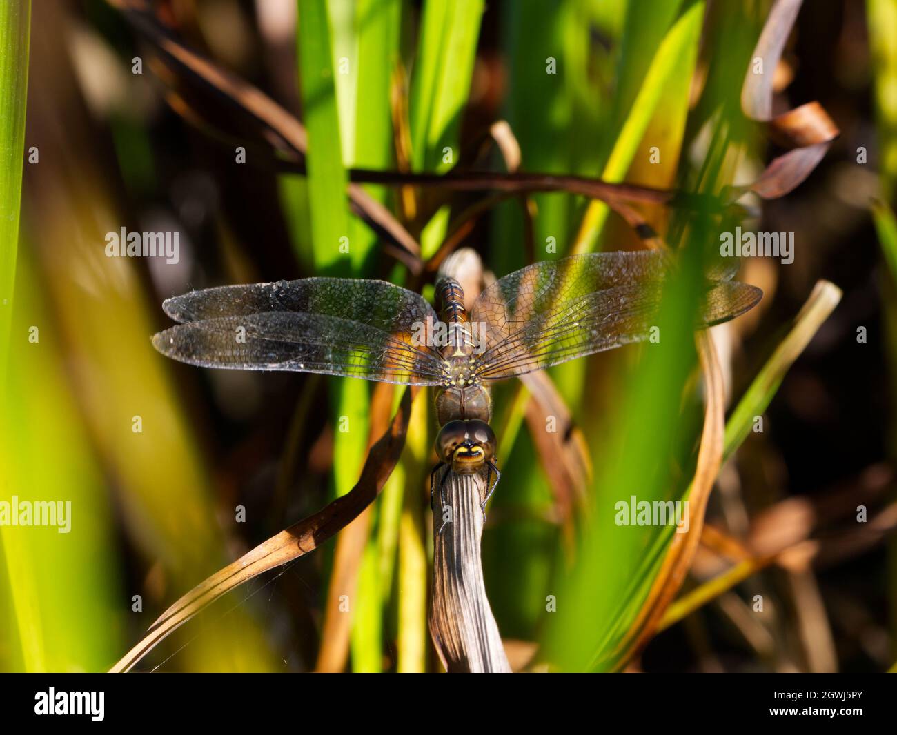 Ovipositing (ovodeposizione) femmina Migrant Hawker (Aeshna mixta) dragonfly alla riserva naturale di Smegow Valley, Wolverhampton Foto Stock