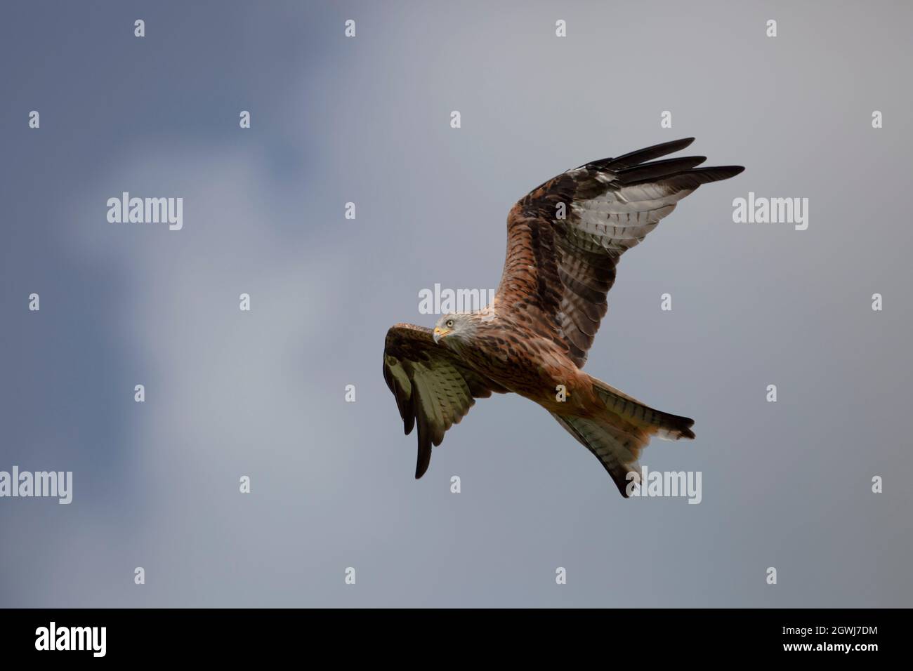 Volo di aquilone rosso selvaggio. (Milvus milvus) Gigrin Farm, Rhayader Powys, Galles. 15.09.2021. Foto Stock