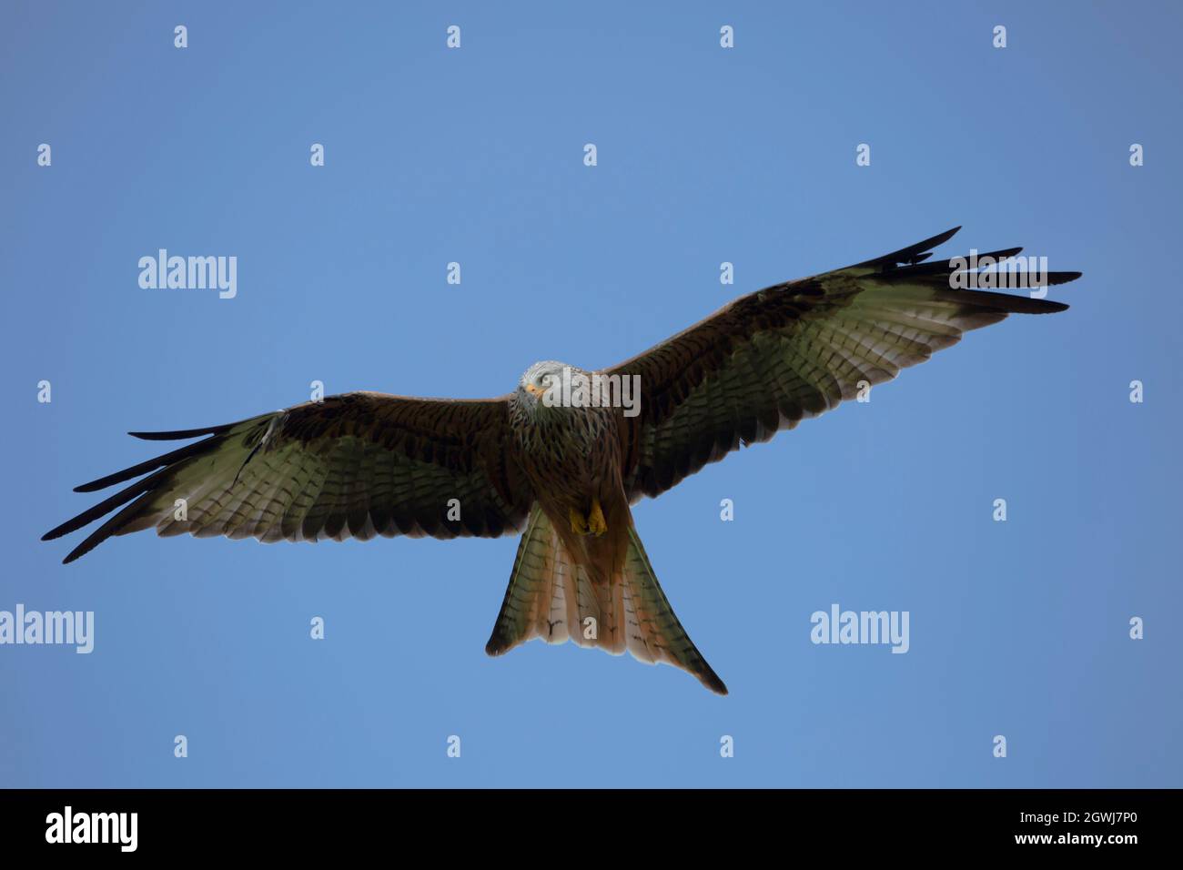Volo di aquilone rosso selvaggio. (Milvus milvus) Gigrin Farm, Rhayader Powys, Galles. 15.09.2021. Foto Stock