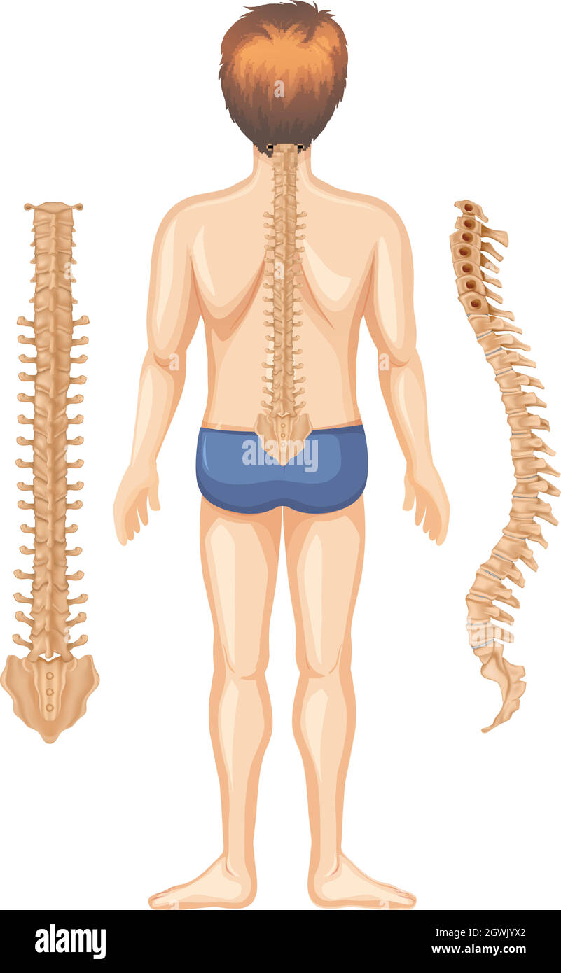 Anatomia umana della colonna vertebrale su sfondo bianco Illustrazione Vettoriale