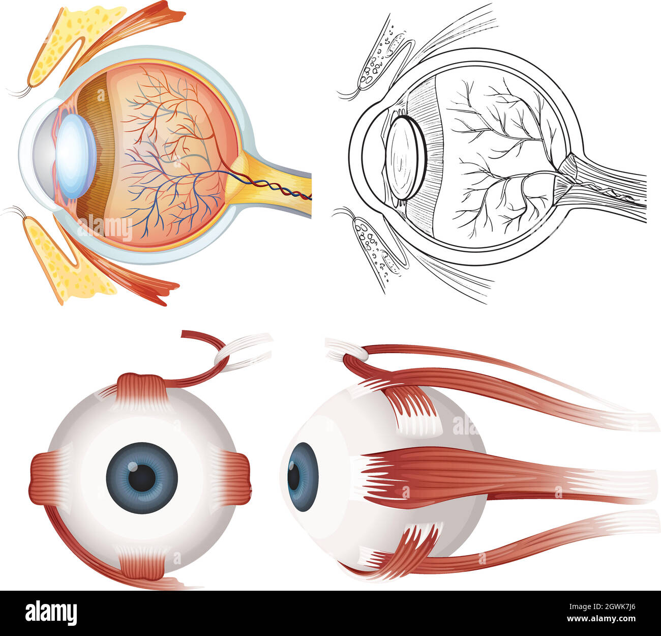 Anatomia dell'occhio Illustrazione Vettoriale