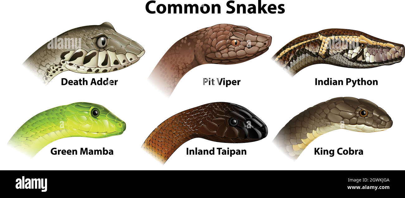 Serpenti comuni Illustrazione Vettoriale