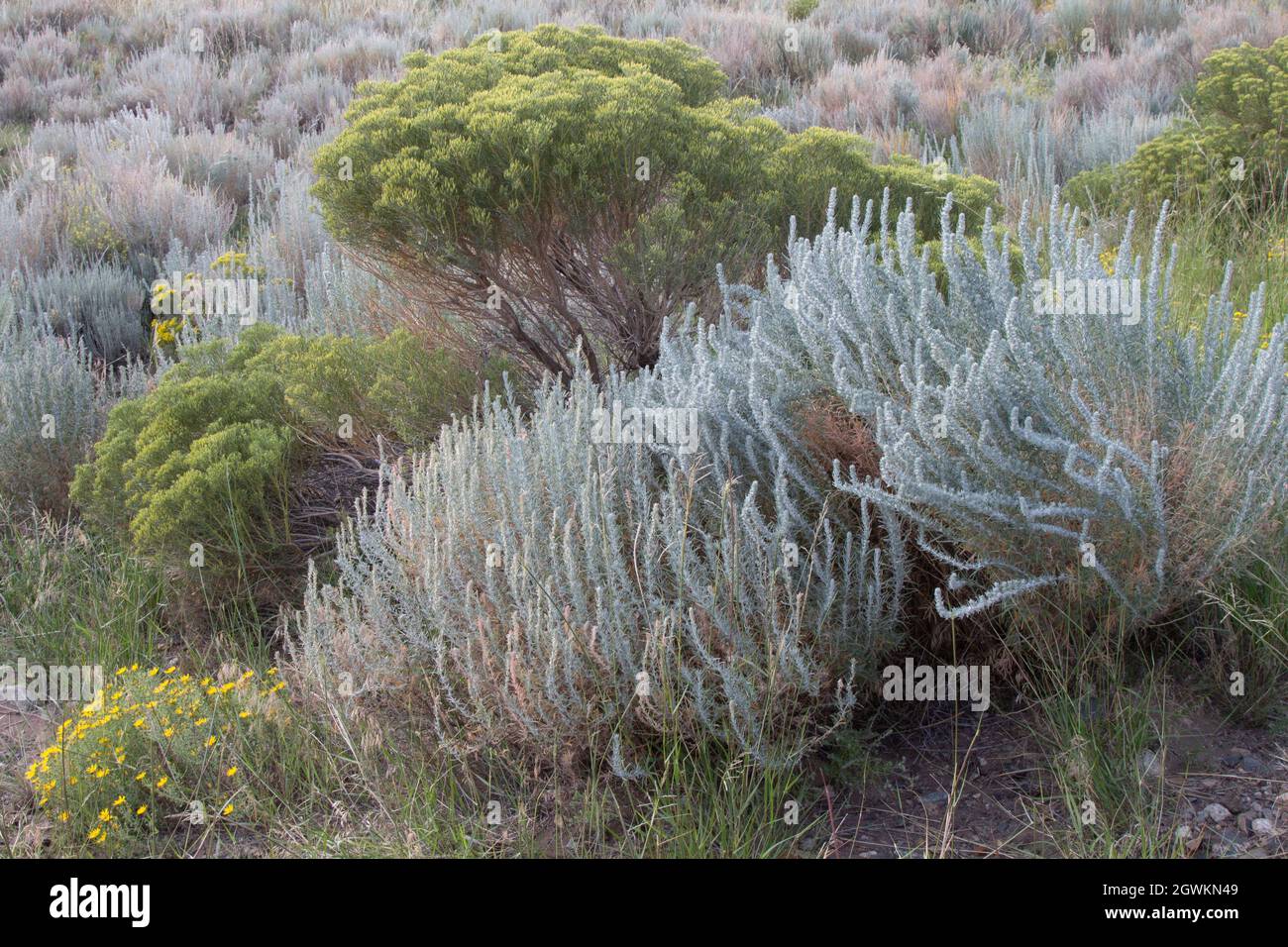 Salvia frangiata, aretemisia frigida, arbusto comune nel parco. Spazzola di coniglio (giallo verdolino), fiori gialli sono Heterotheca villosa, Aster dorato Foto Stock