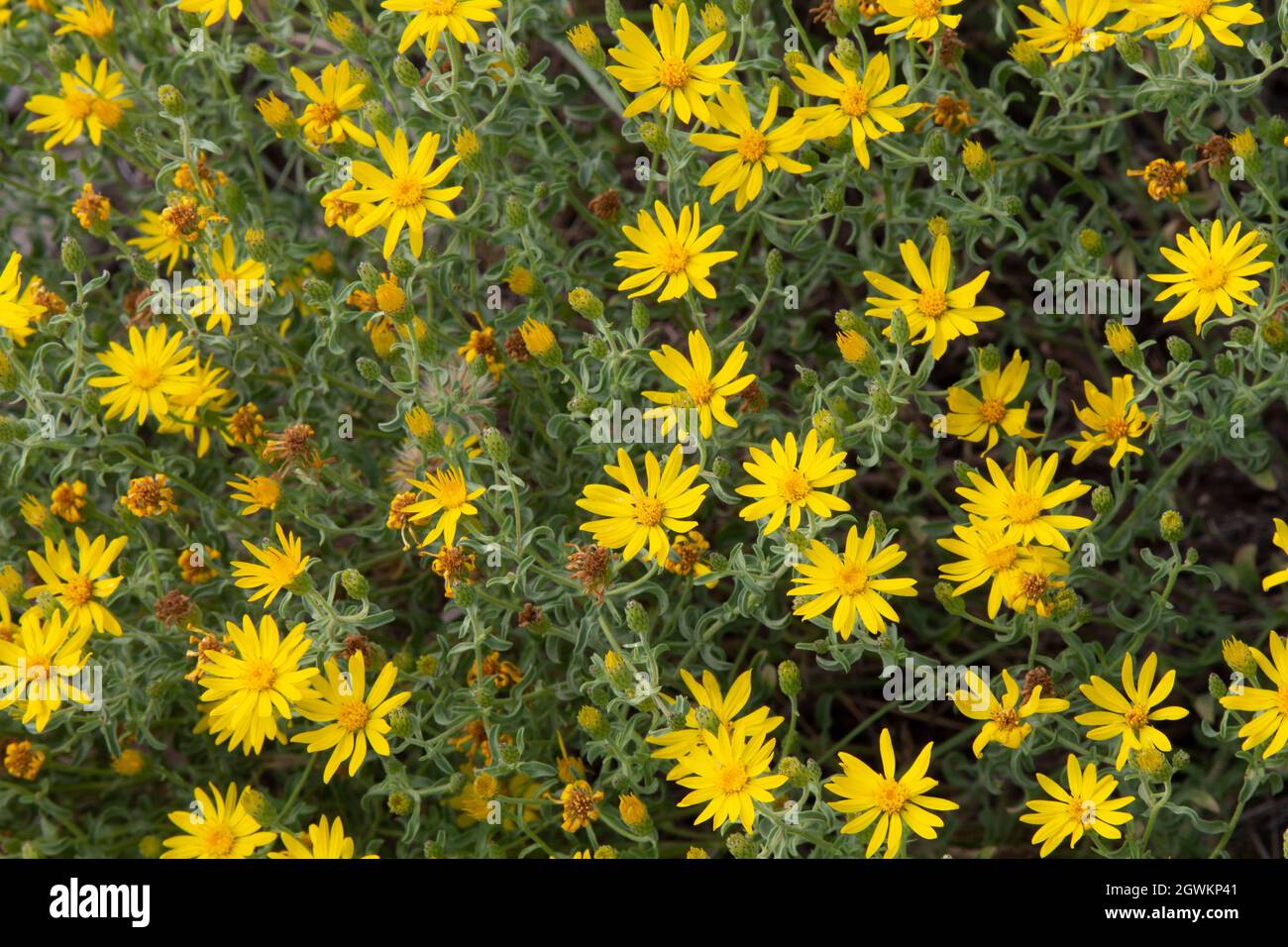 Heterotheca villosa, Golden Aster, fiori selvatici comuni nel parco. Foto Stock