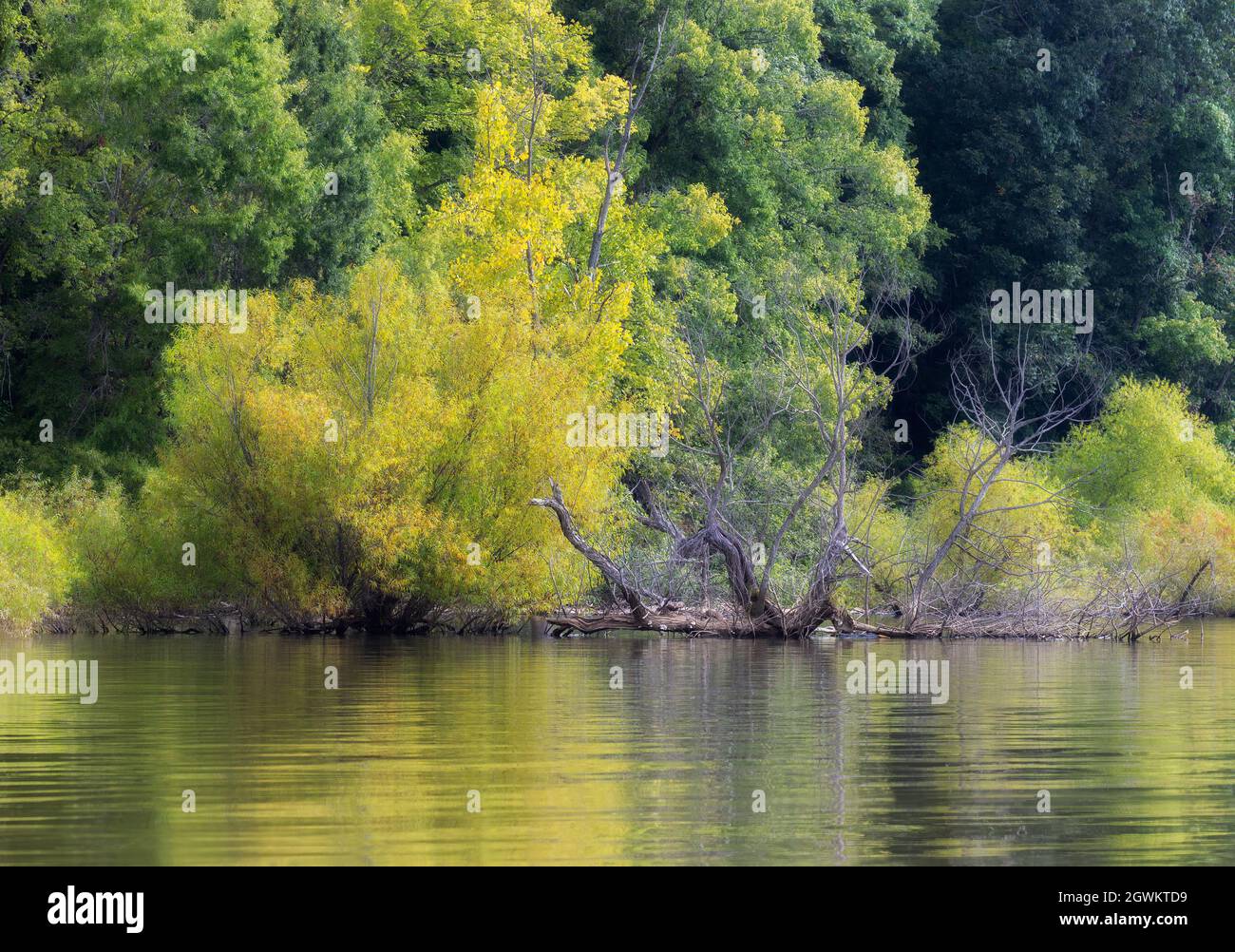 Lungo le rive del fiume francese a Tenness, l'acqua alta circonda gli alberi di riva riflettendo nell'acqua. Foto Stock