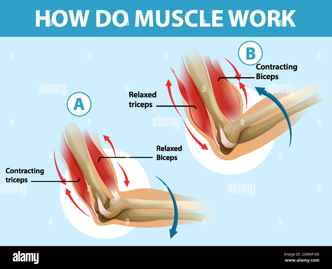 Poster di formazione su come funziona il muscolo Illustrazione Vettoriale
