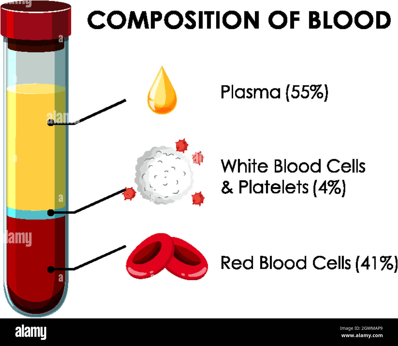 Diagramma che mostra la composizione del sangue Illustrazione Vettoriale