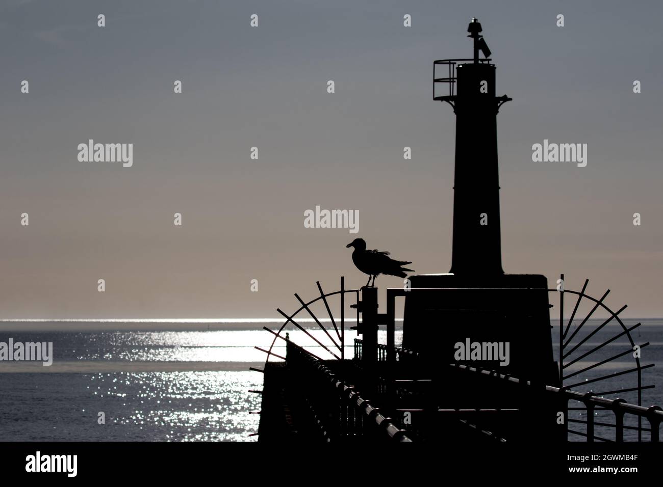 Silhouette di gabbiano di aringa al sole della mattina presto Foto Stock