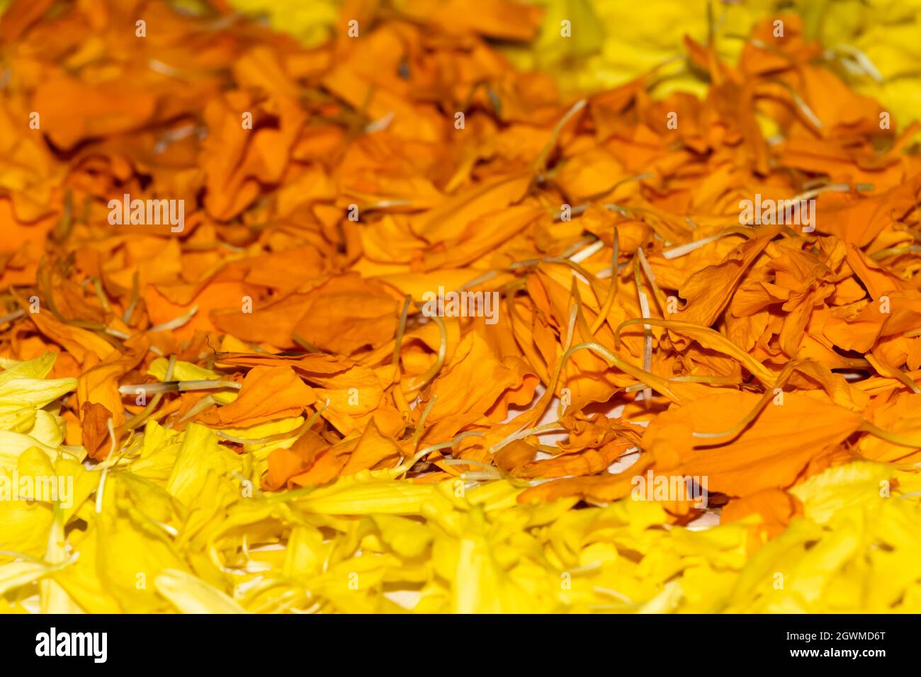 Primo piano immagine del Kerala Onam Festival Rangoli con fiore o Athapookalam con fiore Jamanthi. Messa a fuoco selettiva Foto Stock