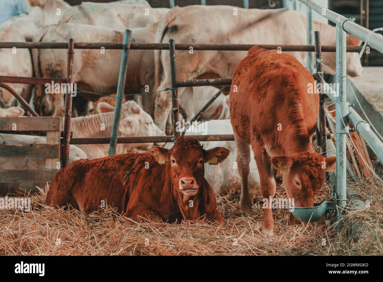 Limousin mucca in allevamento di bovini da latte, ritratto animale da bestiame Foto Stock