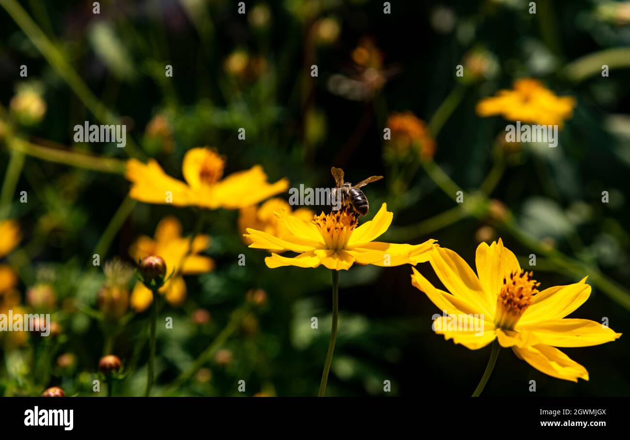 ape succhiare nettare su qualche margherite gialla Foto Stock