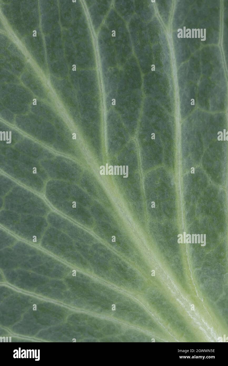 La tessitura delle foglie di cavolo si avvicina al fondo verde per il design Foto Stock